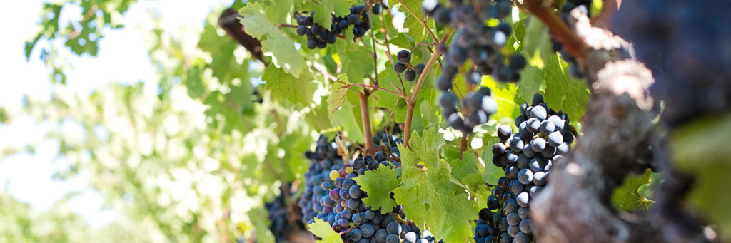 Wine Grapes Study
