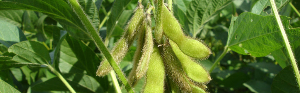 Soybean Study